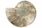 Cut & Polished Ammonite Fossil (Half) - Madagascar #191568-1